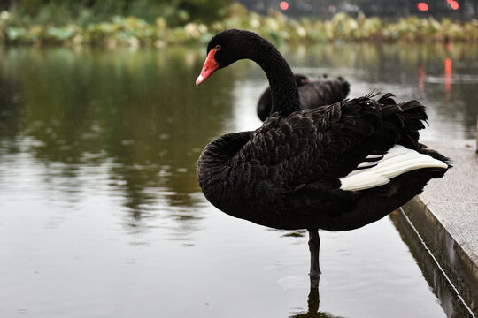 公园池塘中的一只黑天鹅