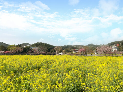 油菜花