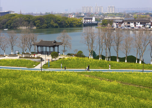 柯桥鉴湖叶家堰春天油菜花