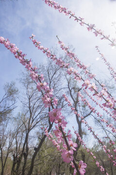 花枝榆叶梅