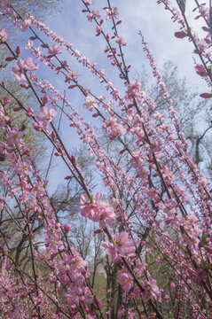 榆叶梅花枝枝条