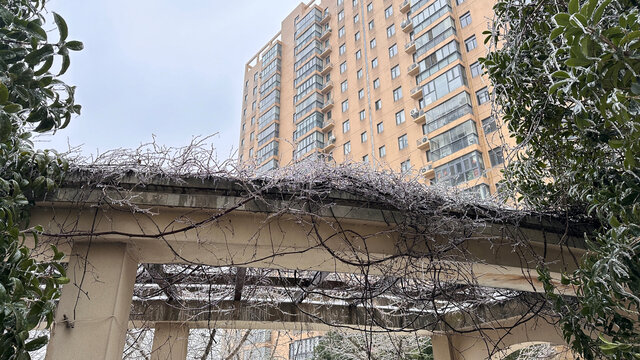 雪中植物