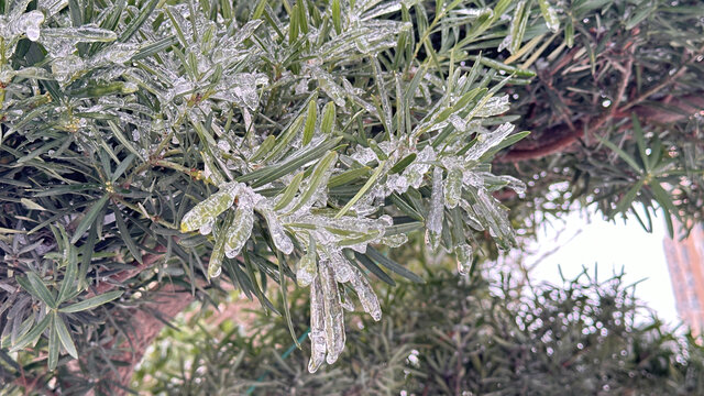 雪中植物