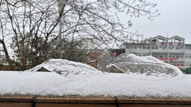 雪中植物