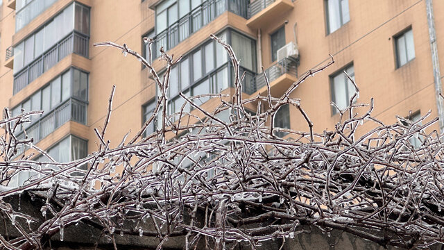 雪中植物