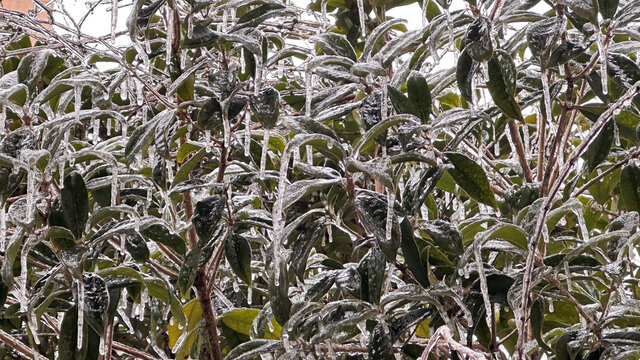 雪中植物