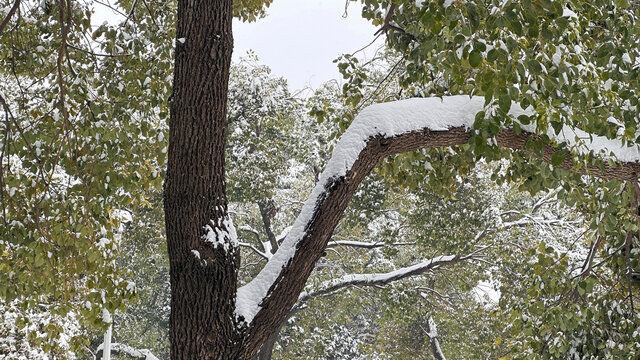 树枝上的雪