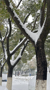 枝头积雪