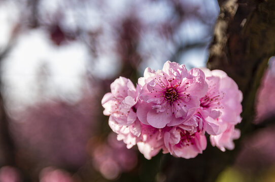 桃花