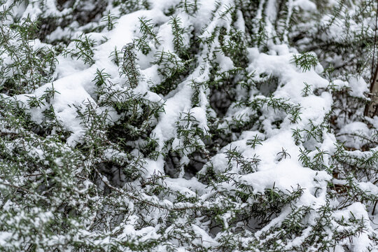 雪压枝头