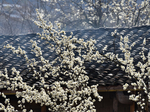 李子花青瓦房