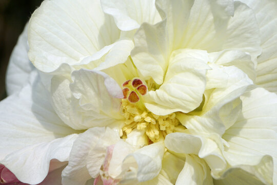 重瓣白变红芙蓉花特写