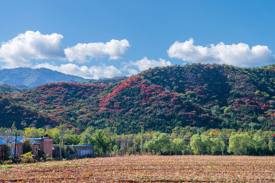 蓝天白云下满山的红叶