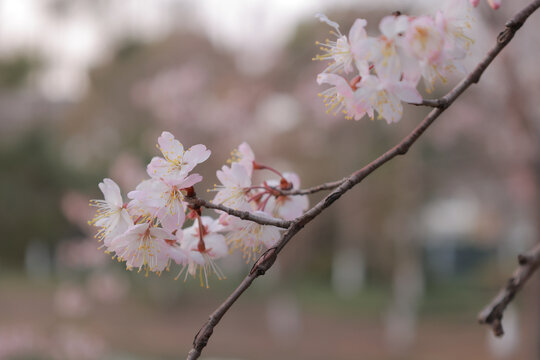 樱花