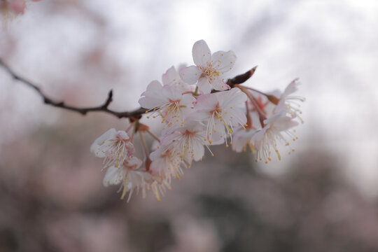 樱花