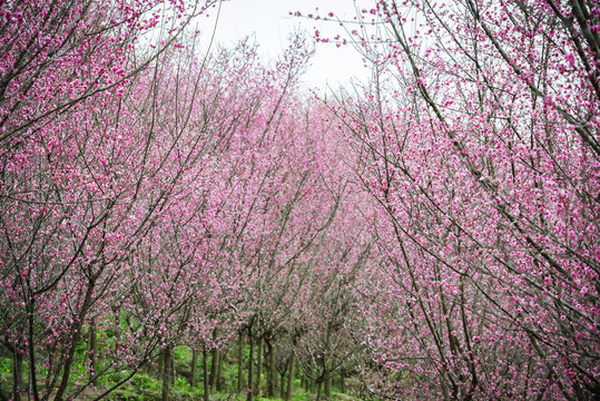 梅林梅花