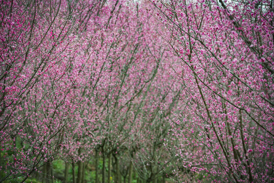 梅林梅花