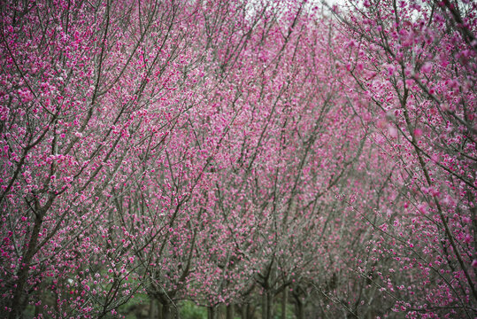 梅林梅花