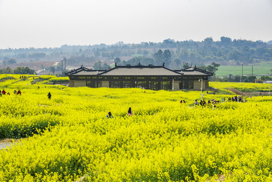 油菜花与古建筑