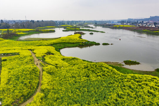 川西坝子油菜花水景