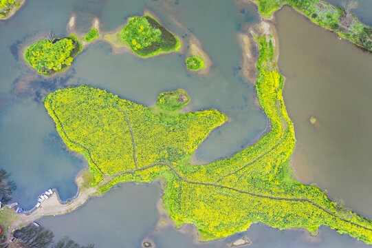 川西坝子油菜花水景