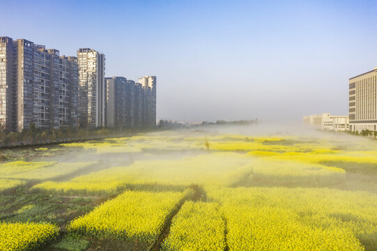 清晨雾境中的油菜花