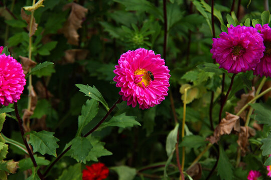 蜜蜂大丽菊