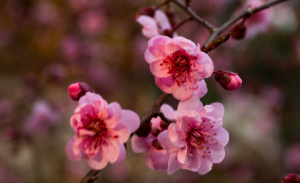 榆叶梅梅花