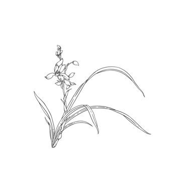 蘭花