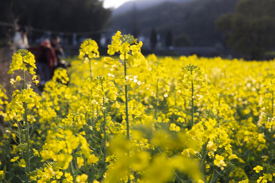 金黄油菜花