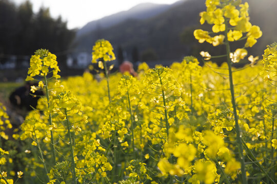 春天油菜花