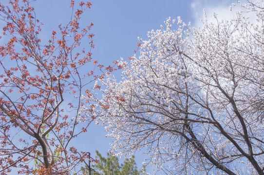 花枝树枝花朵树叶