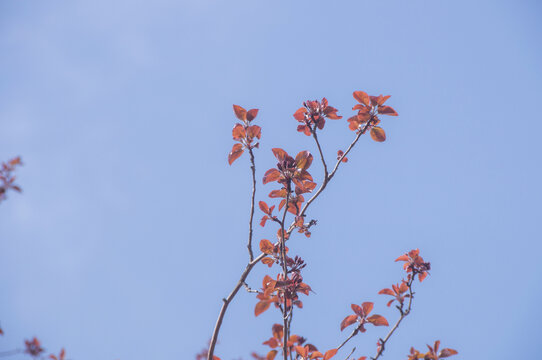 红叶树枝