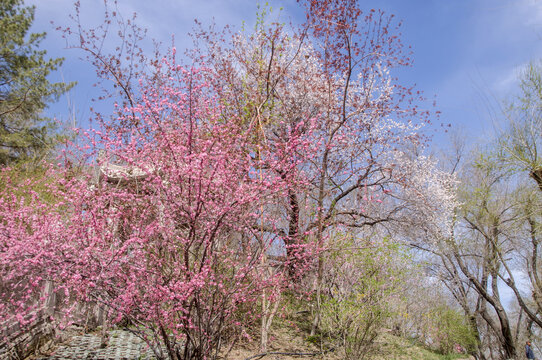 春色花满枝头