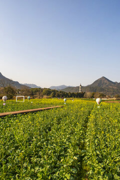 油菜花田地