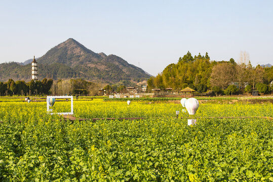 山区油菜花