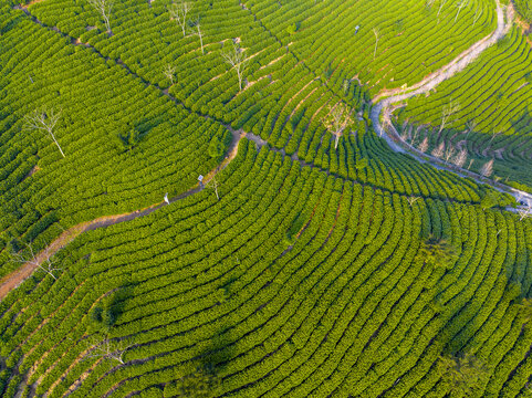 安吉茶山茶园