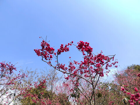 樱花