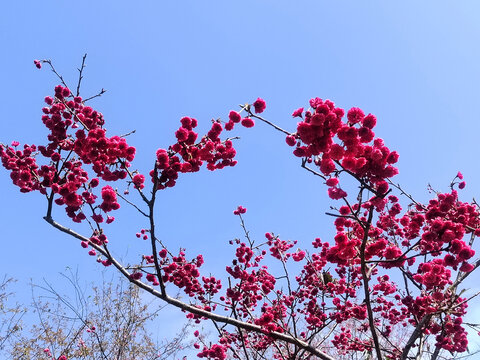 樱花