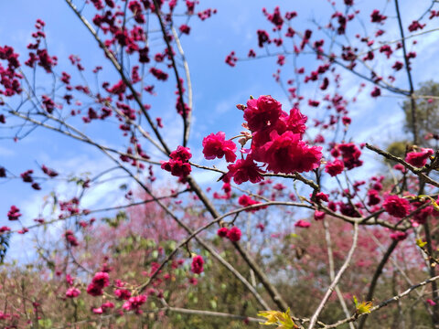 樱花