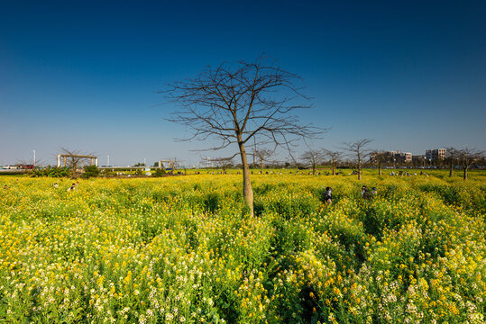 南沙油菜花绽放与异木棉风景