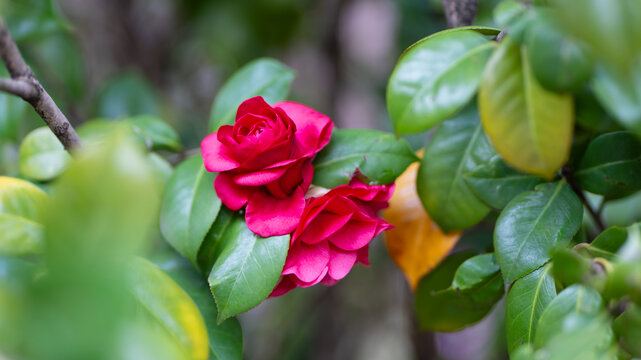 山茶花