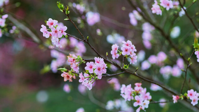 樱花