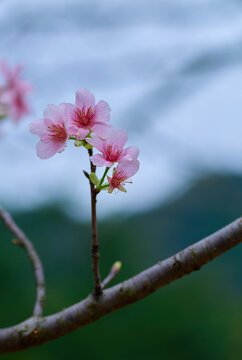 樱花