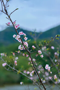 樱花