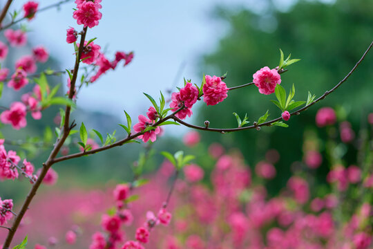 桃花