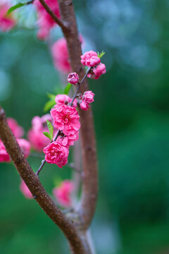 桃花