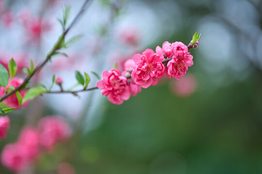 桃花