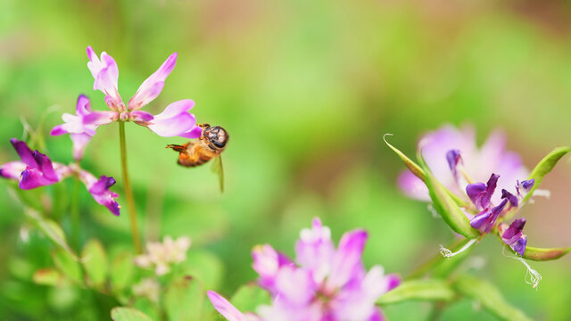 蜜蜂采蜜