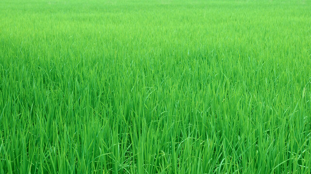 田间水稻